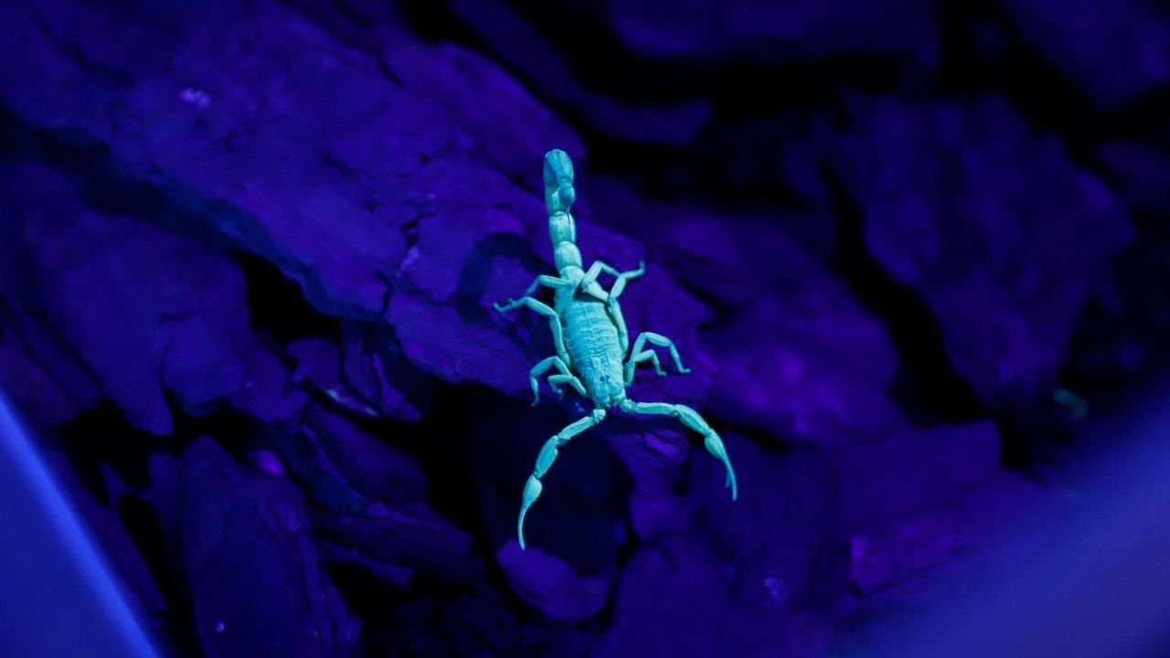 Escorpiao_visto_com_luz_ultravioleta_bdcd4f26be