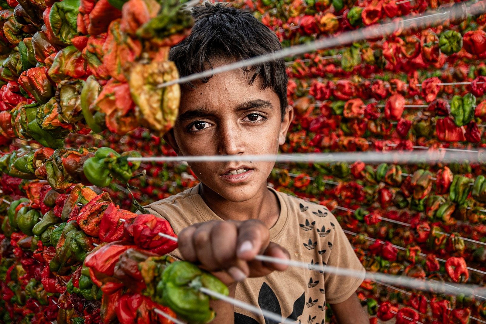 FCRPB Gold e-certificade - MANOLYA YESILTAS (Turkiye) - Cocuk_Isci