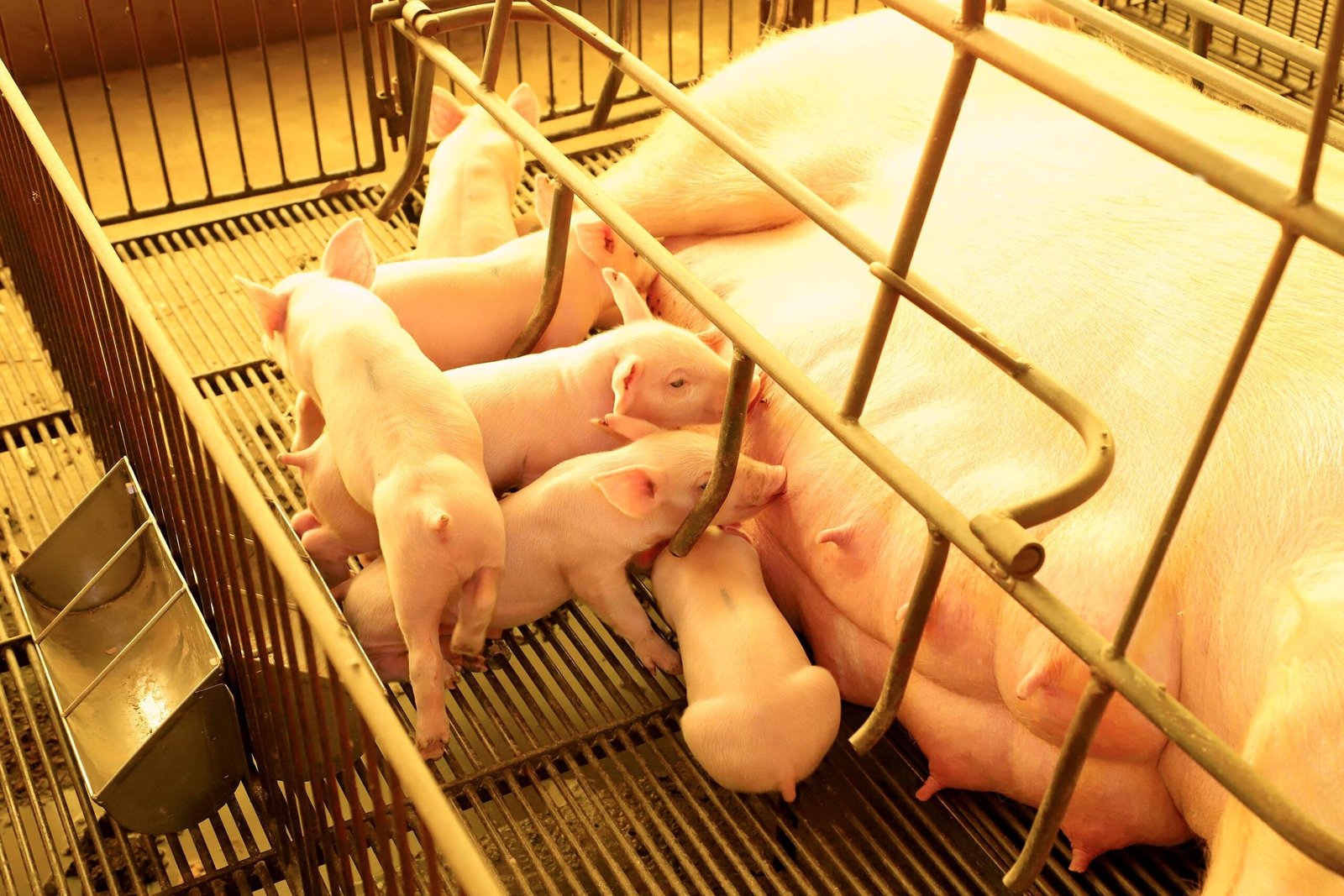 Com quase 1 milhão de suínos, Toledo consolida liderança na produção de proteína animal no ...