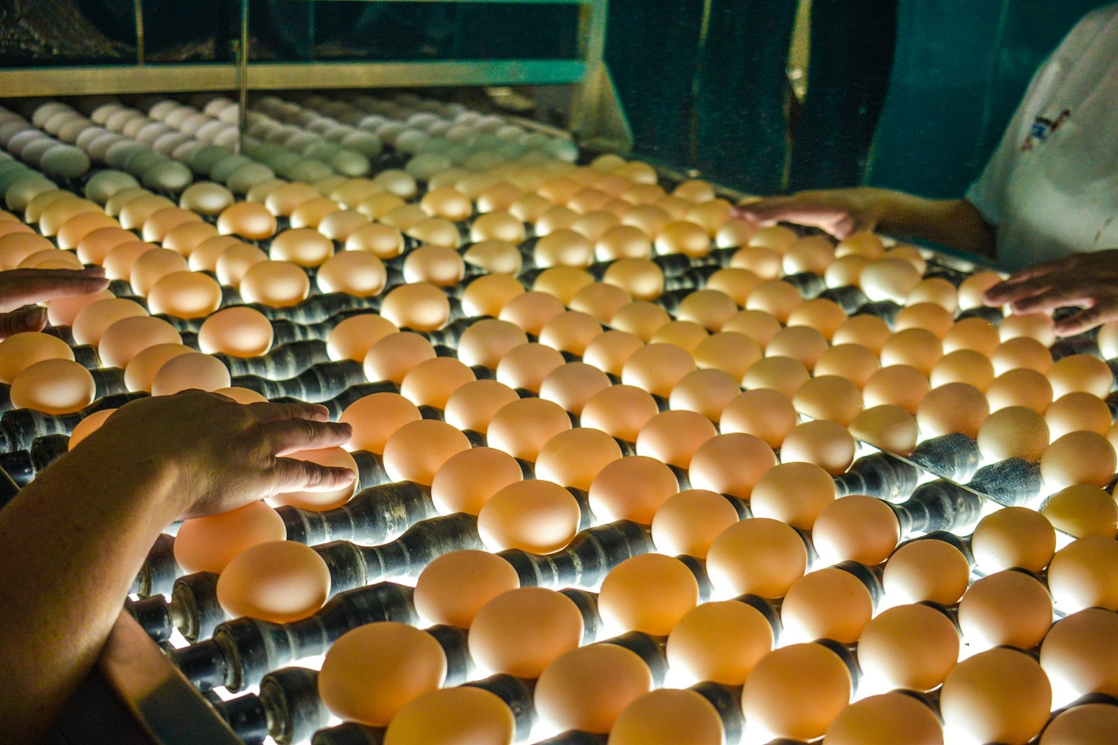 Capital nacional do ovo: Santa Maria de Jetibá produz 15 milhões de ovos por dia, movimentando ...