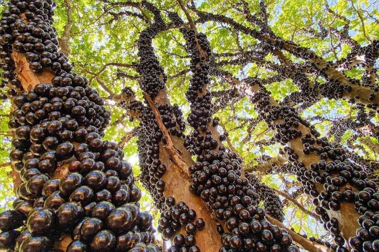 Hidrolândia transforma a jabuticaba em símbolo de tradição, economia e turismo, projetando Go...