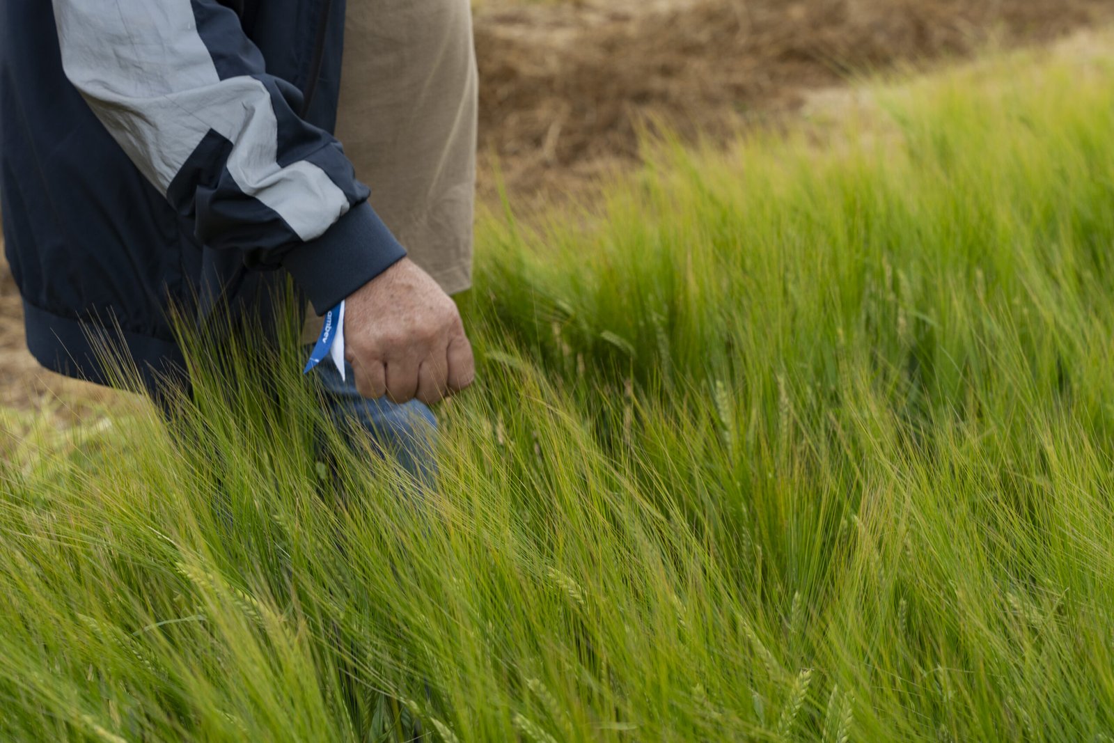 Lavouras de cevada na região norte do Rio Grande do Sul ajudam a abastecer a indústria nacional...