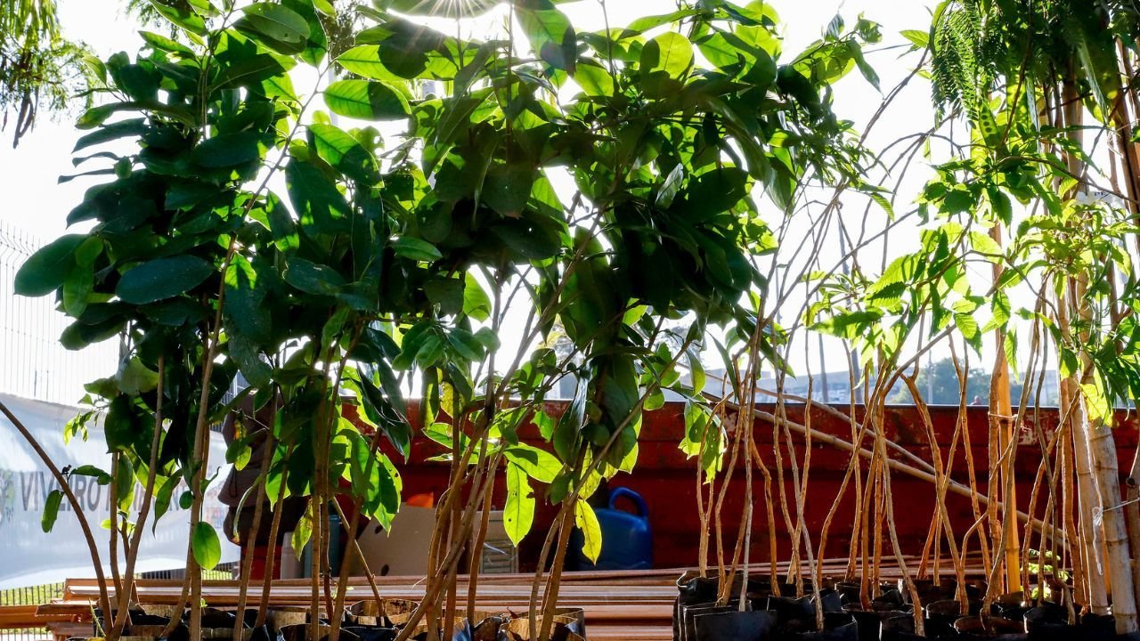 Mudas_Ivan_Feitosa_SMCS_Pref_SJ_Rio_Preto_a4c2434c66 (1)