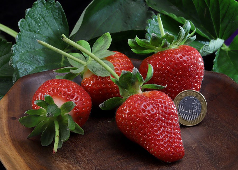 Desenvolvida pela Embrapa, a cultivar Fênix reduz importações e fortalece a produção naciona...