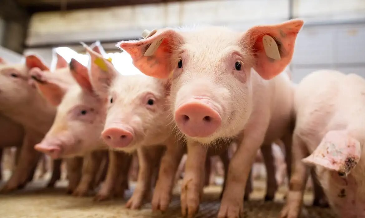 Uberlândia (MG) é a segunda maior cidade produtora de suínos do país, alavancando Minas Gerai...