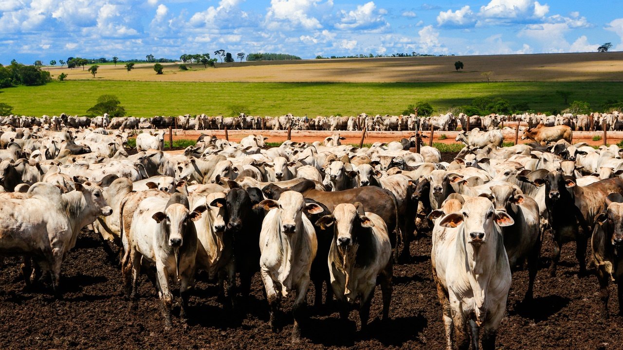(Foto: Michel Willian/Gazeta do Povo/Arquivo)