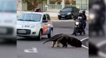 Captura de tela 2026-01-17 090601