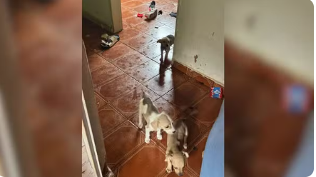 Captura de tela 2026-01-20 085021