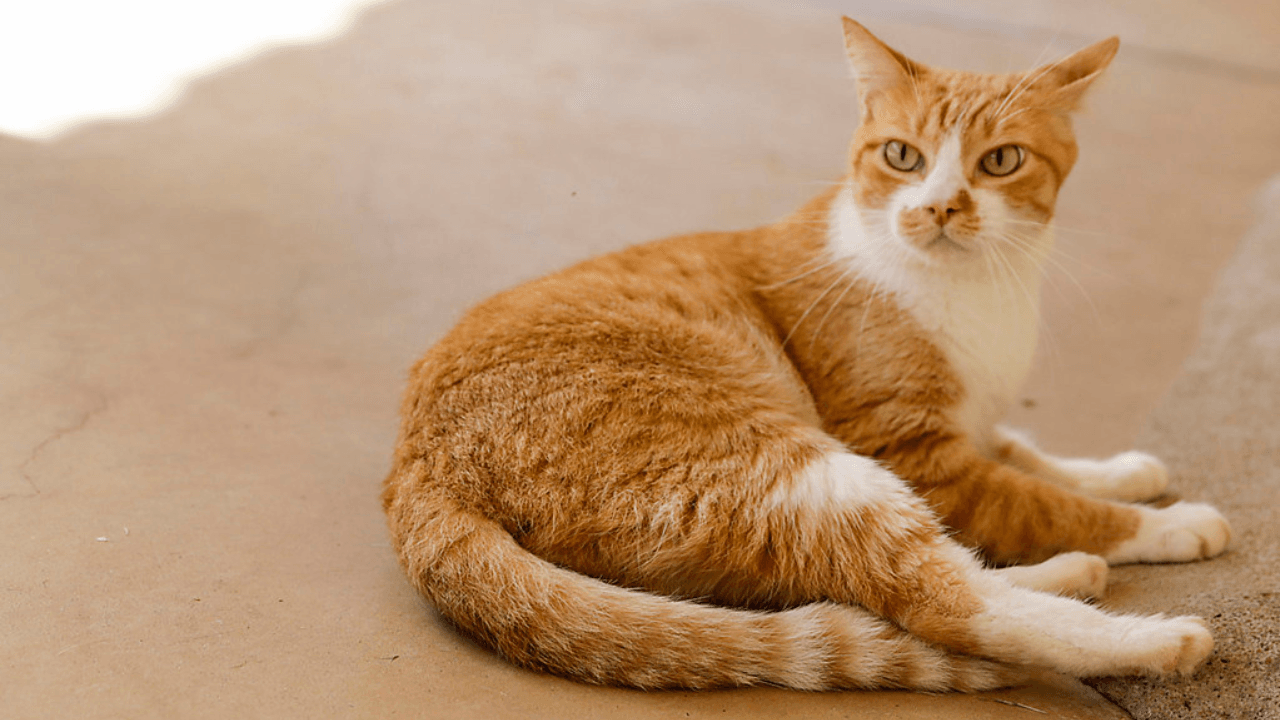 SABADO_SAUDE_CCZ_CAPA_6c6e419800