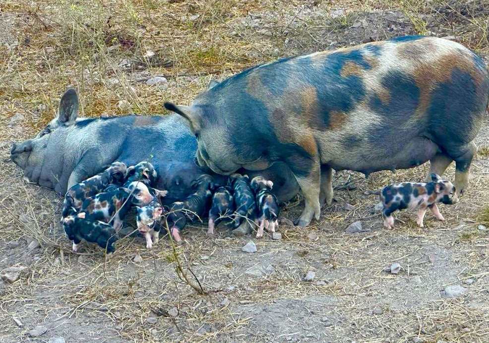 Caruncho Três Cores: raça suína primitiva do Brasil, rústica e adaptada ao clima tropical, é...