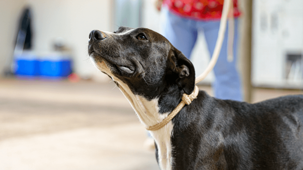 Capa_CCZ_na_Comunidade_21_de_fevereiro_dcb8f1ef36