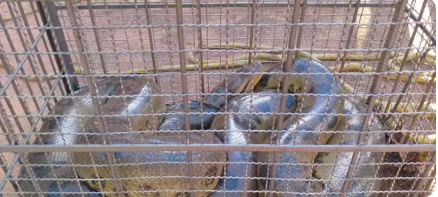 Captura de tela 2026-02-06 080207