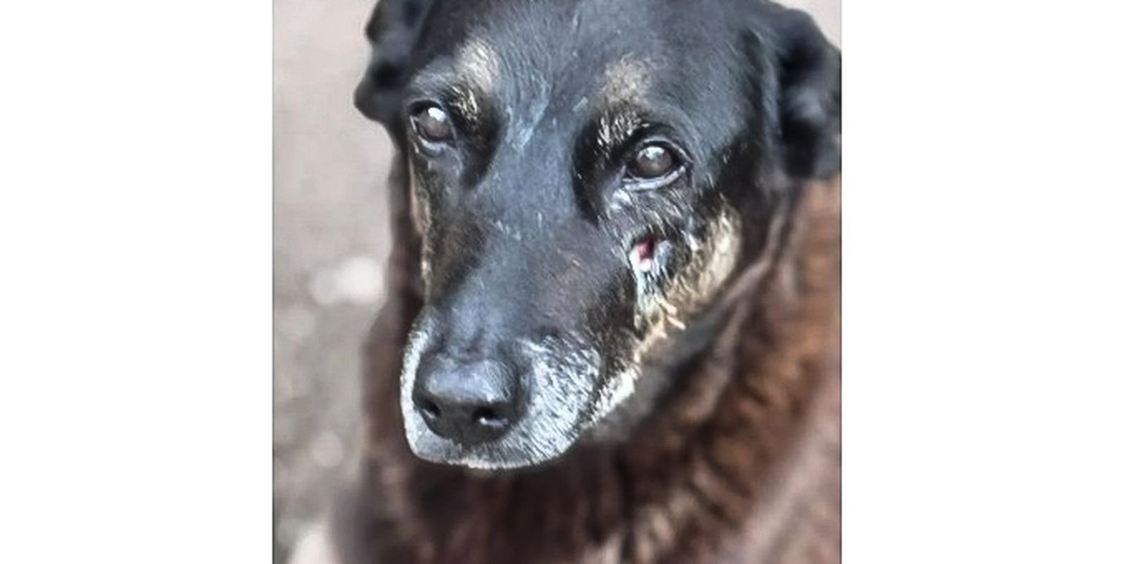 © Polícia Civil de Santa Catarina