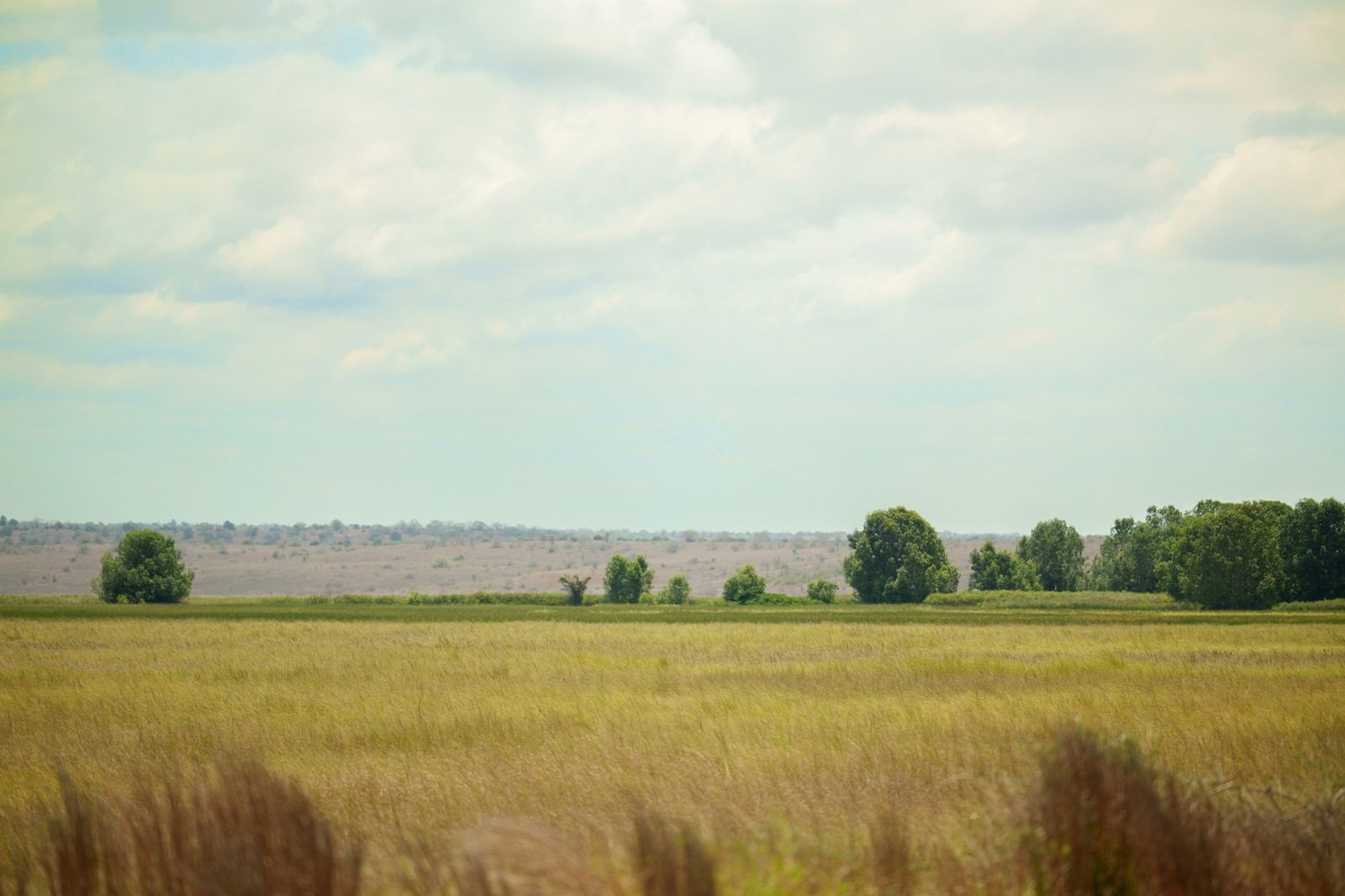 Terras em Angola apresentam semelhança com Cerrado brasileiro, segundo adido agrícola do Brasil...