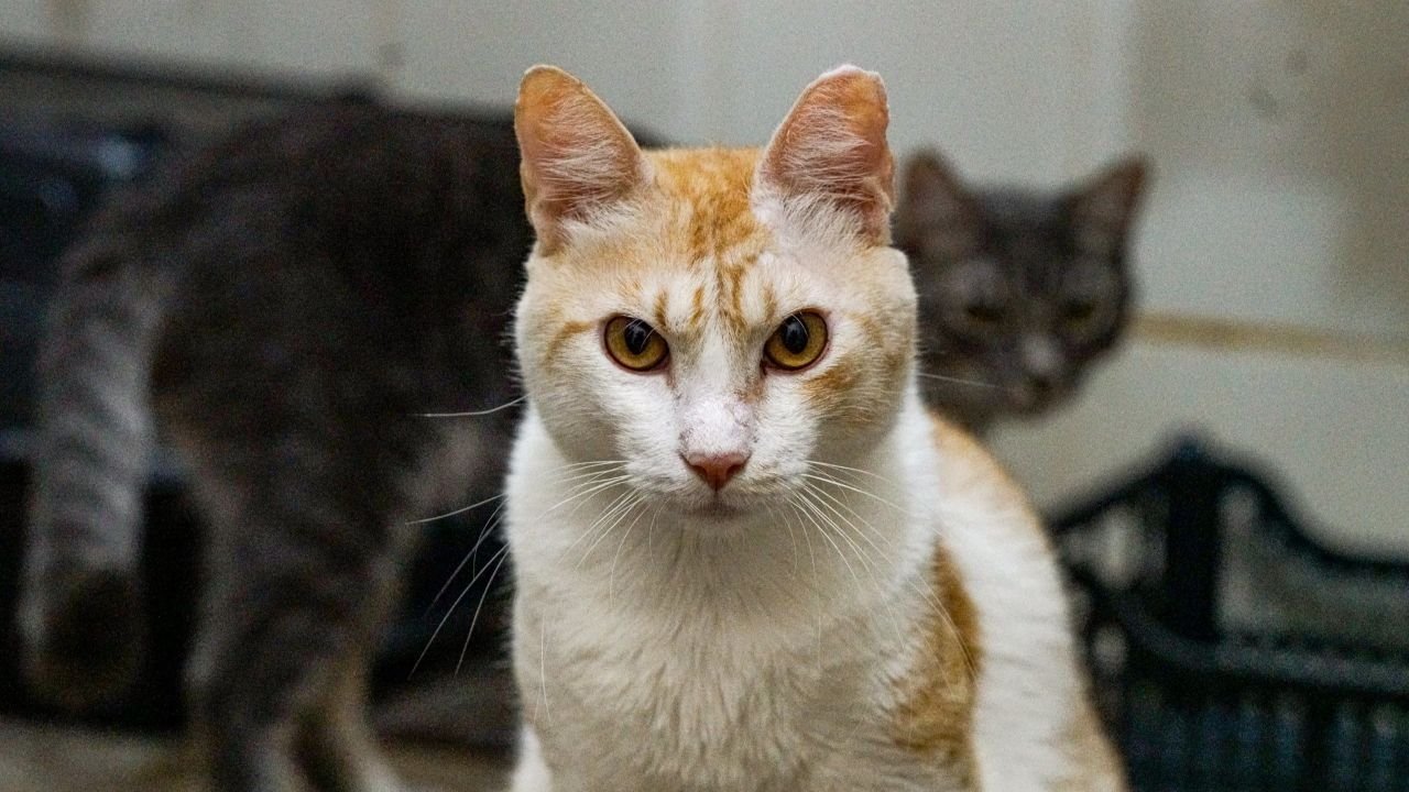 Acao_empregabilidade_setor_pet_27706c9368