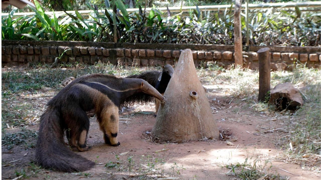 Tamandua_Ivan_Feitosa_a5cf845008